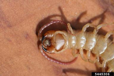 The underside of a centipede, displaying the modified forelimbs that serve as venomous jaws.